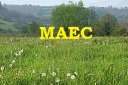 MAEC