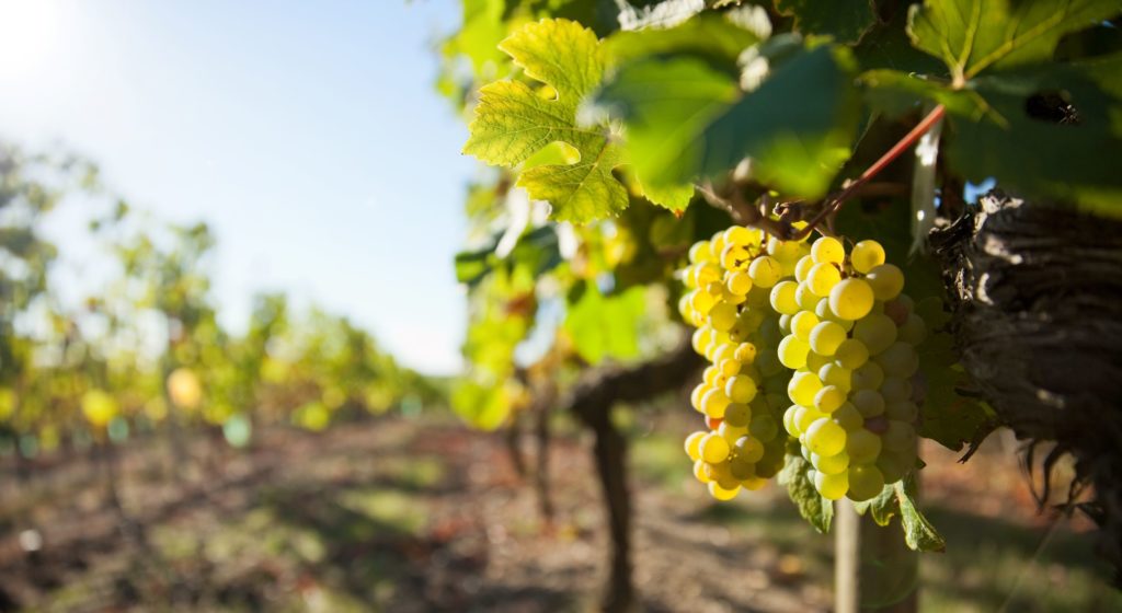 La loi de financement de la sécurité sociale pour 2021 inclut un article prévoyant pour la viticulture une exonération de cotisations patronales en 2021 selon la perte de chiffres d’affaires constatée en 2020.
