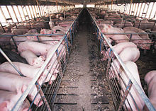 À la suite des demandes des professionnels le Gouvernement a débloqué trois dispositifs d'aides d'urgence totalisant 270 millions d’euros afin de soutenir les élevages de porcs