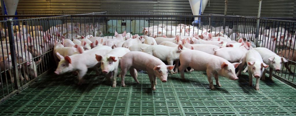 Suite à une baisse des cours et à la hausse importante du prix de l’aliment, le Ministère de l’agriculture a décidé de mettre en place un plan de sauvegarde de la filière porcine ...