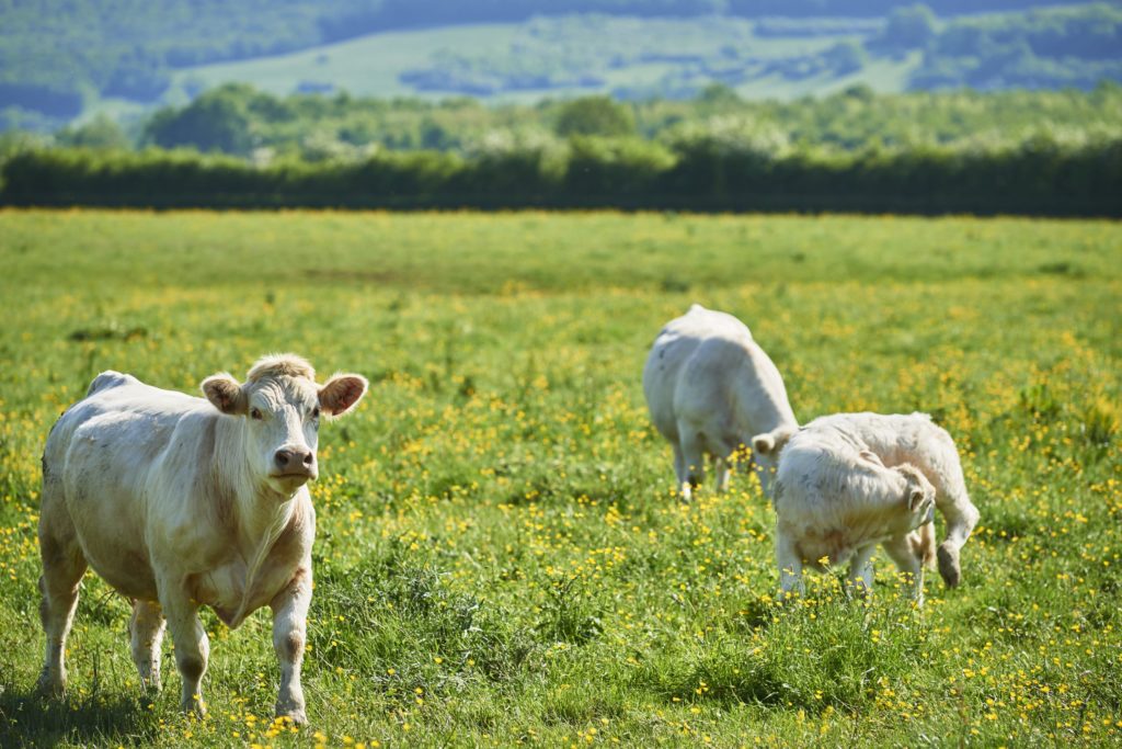 Un accord a été trouvé avec la DGPE  afin que ces agriculteurs puissent déroger à deux obligations. Pour bénéficier de cette dérogation, il faut remplir un formulaire.