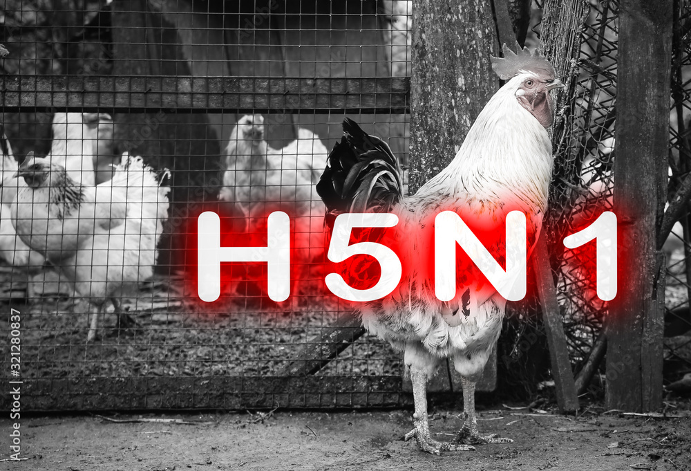H5N1 : INDEMNISATION SELECTION-ACCOUVAGE ET REPRODUCTEURS