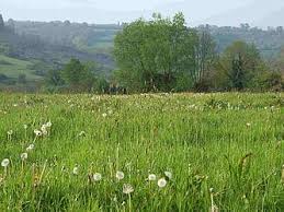 PRAIRIES PERMANENTES EN PAYS DE LOIRE : OBLIGATION DE RÉIMPLANTATION ET AUTORISATION À LA CONVERSION