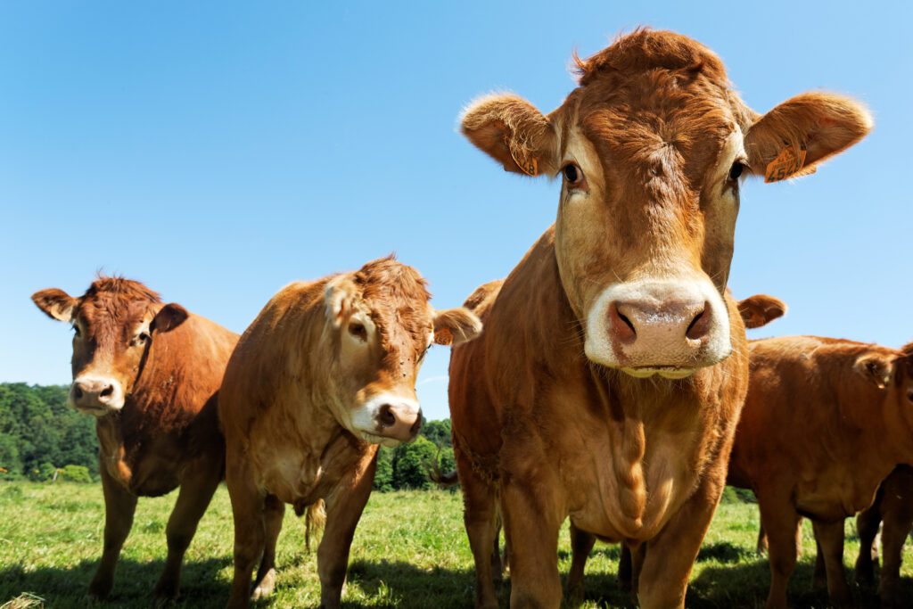 L'arrêté du 30 juin 2025 fixe les montants de l'aide aux bovins de plus de 16 mois pour la campagne 2024