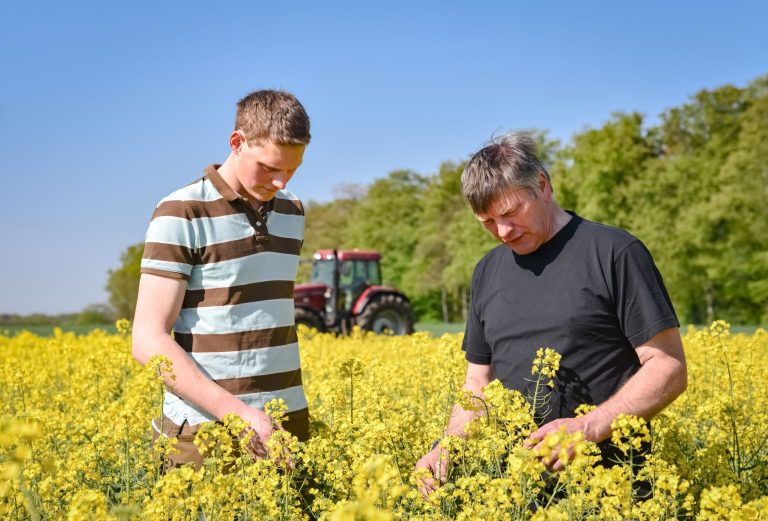 Rapsanbau – Landwirt beurteilt mit seinem Sohn die Bestandsentwicklung