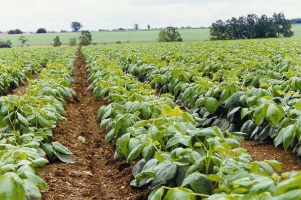 Champ 2 Mpgette de Vendée