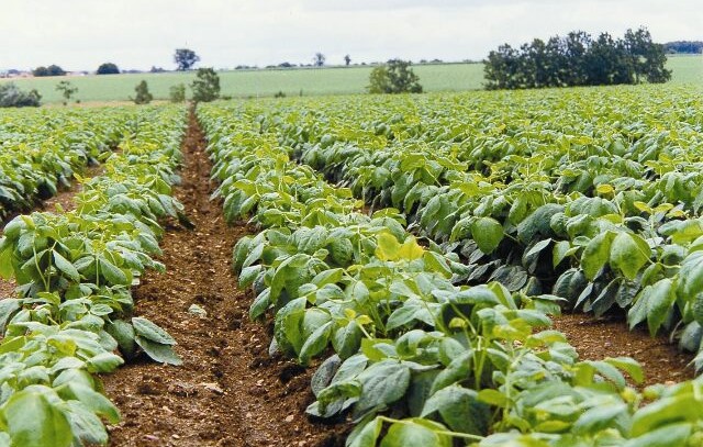Champ 2 Mpgette de Vendée