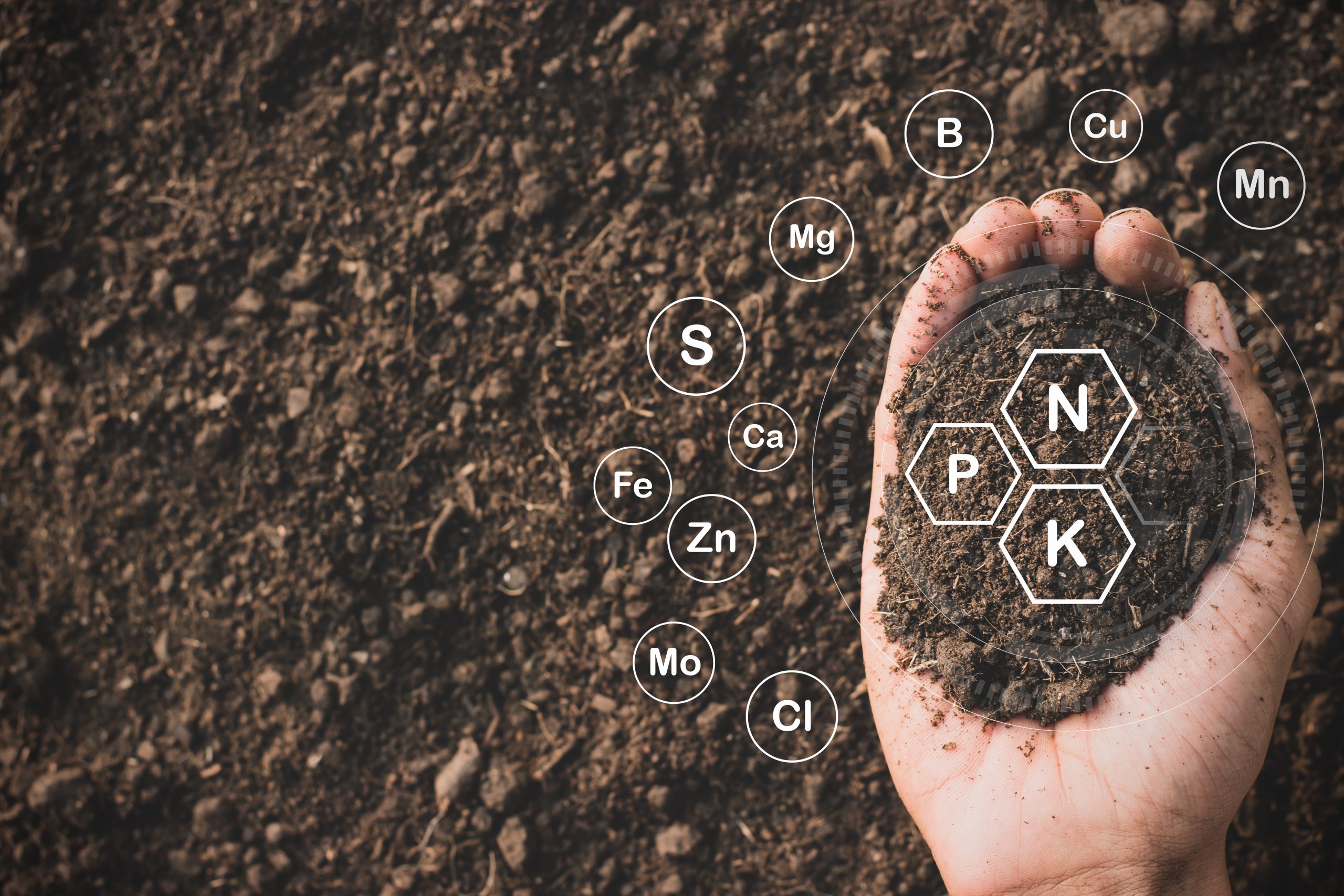 Fertile loam is suitable for planting trees.