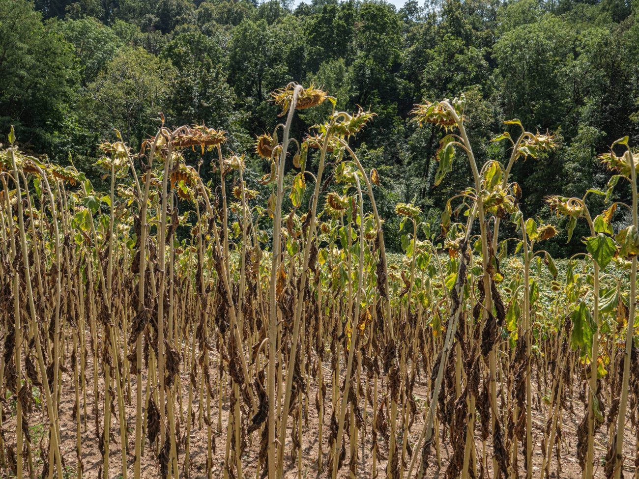 Tournesols souffrant de la sécheresse et de la canicule
